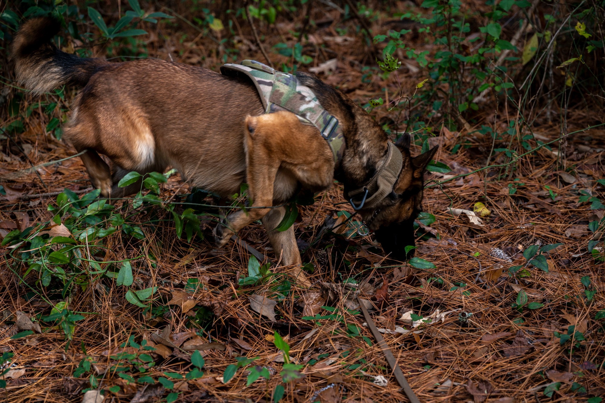 Bonnie, 4th Security Forces Squadron military working dog, searches for Airmen during Survival, Evasion, Resistance and Escape training at Seymour Johnson Air Force Base, North Carolina, Nov. 16, 2022. The 4th Operations Support Squadron SERE instructors conduct training with 4th SFS to enhance operations for both squadrons while providing real-world scenarios for Airmen. (U.S. Air Force photo by Airman 1st Class Sabrina Fuller)