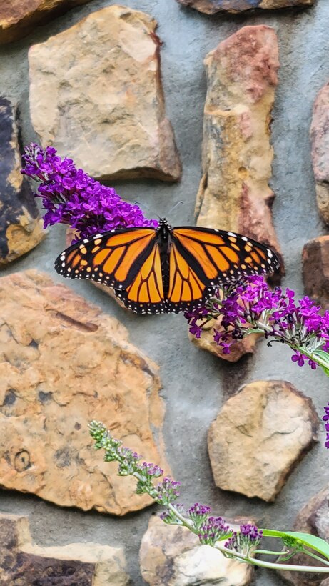 Monarch butterfly feeds on a butterfly bush at the visitor center at Green River Lake Sept. 19 at Campbellsville, Kentucky. (📸 by Joshua Bratcher).