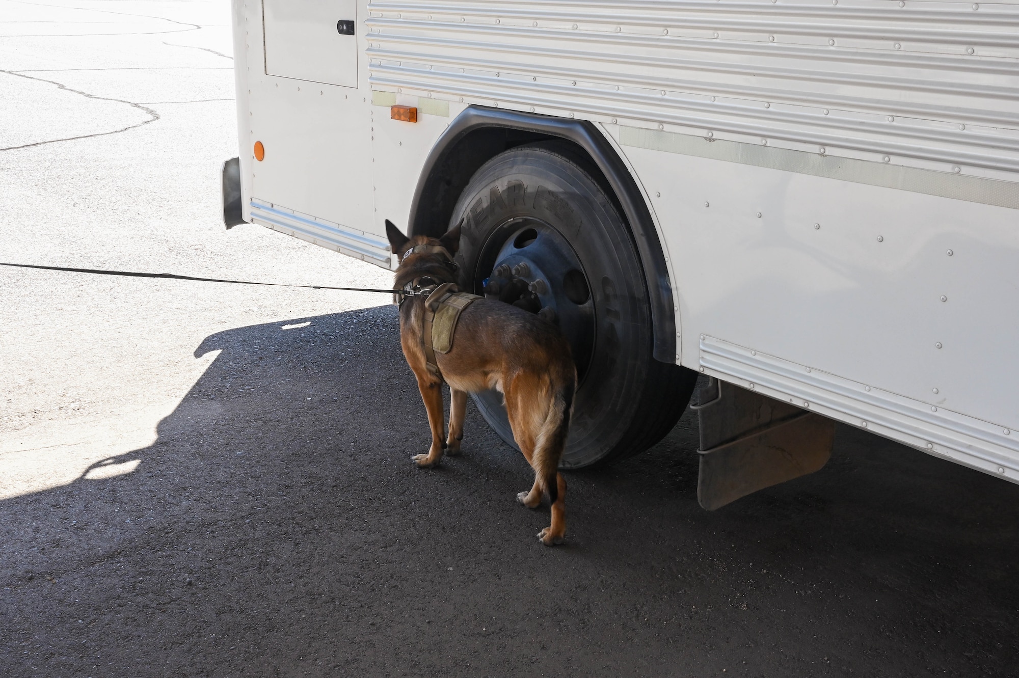 U.S. Air Force Military Working Dog Edo, 56th Security Forces Squadron MWD, sweeps a vehicle Sept. 29, 2022, at Luke Air Force Base, Arizona.
