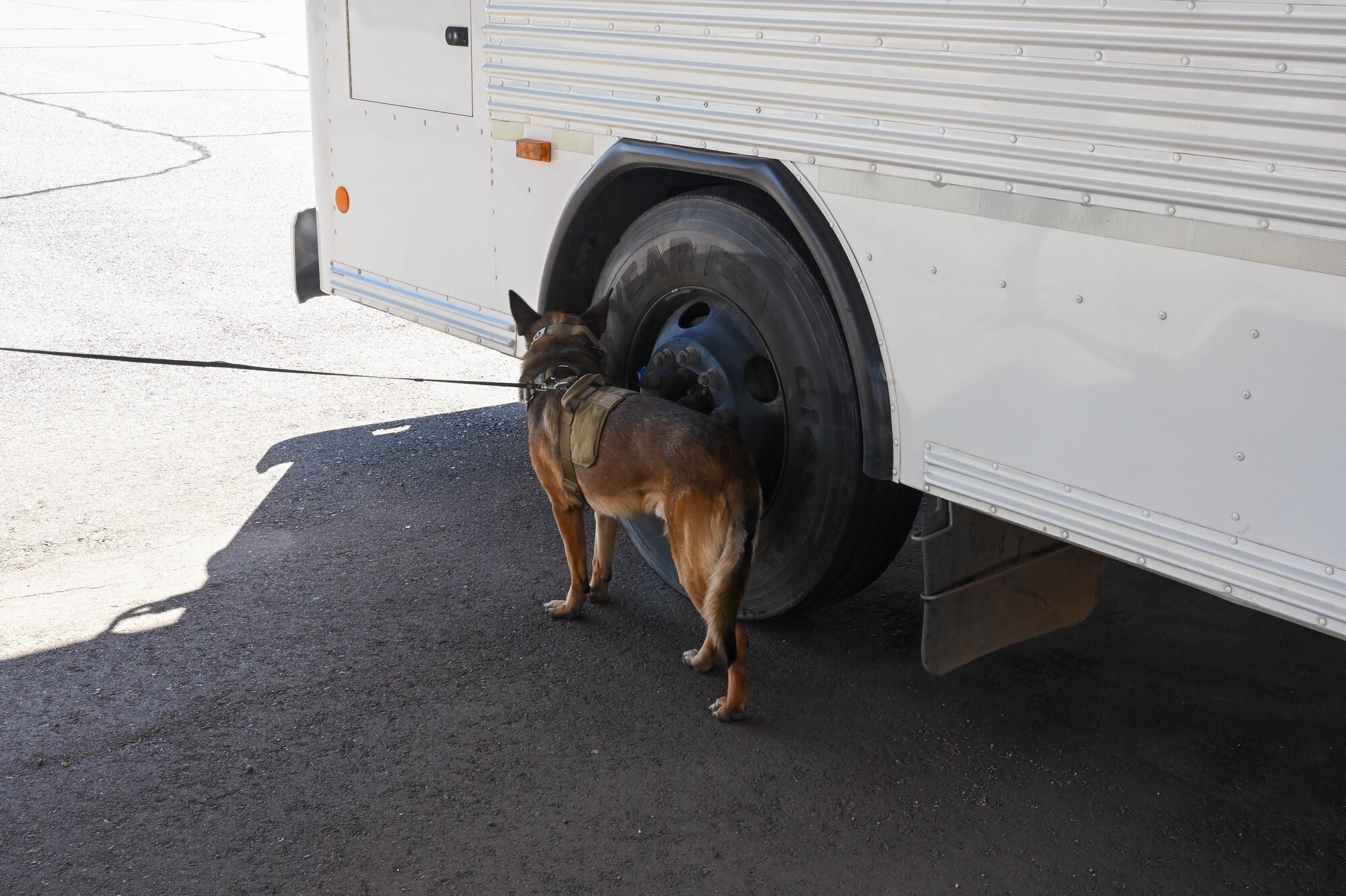 U.S. Air Force Military Working Dog Edo, 56th Security Forces Squadron MWD, sweeps a vehicle Sept. 29, 2022, at Luke Air Force Base, Arizona.