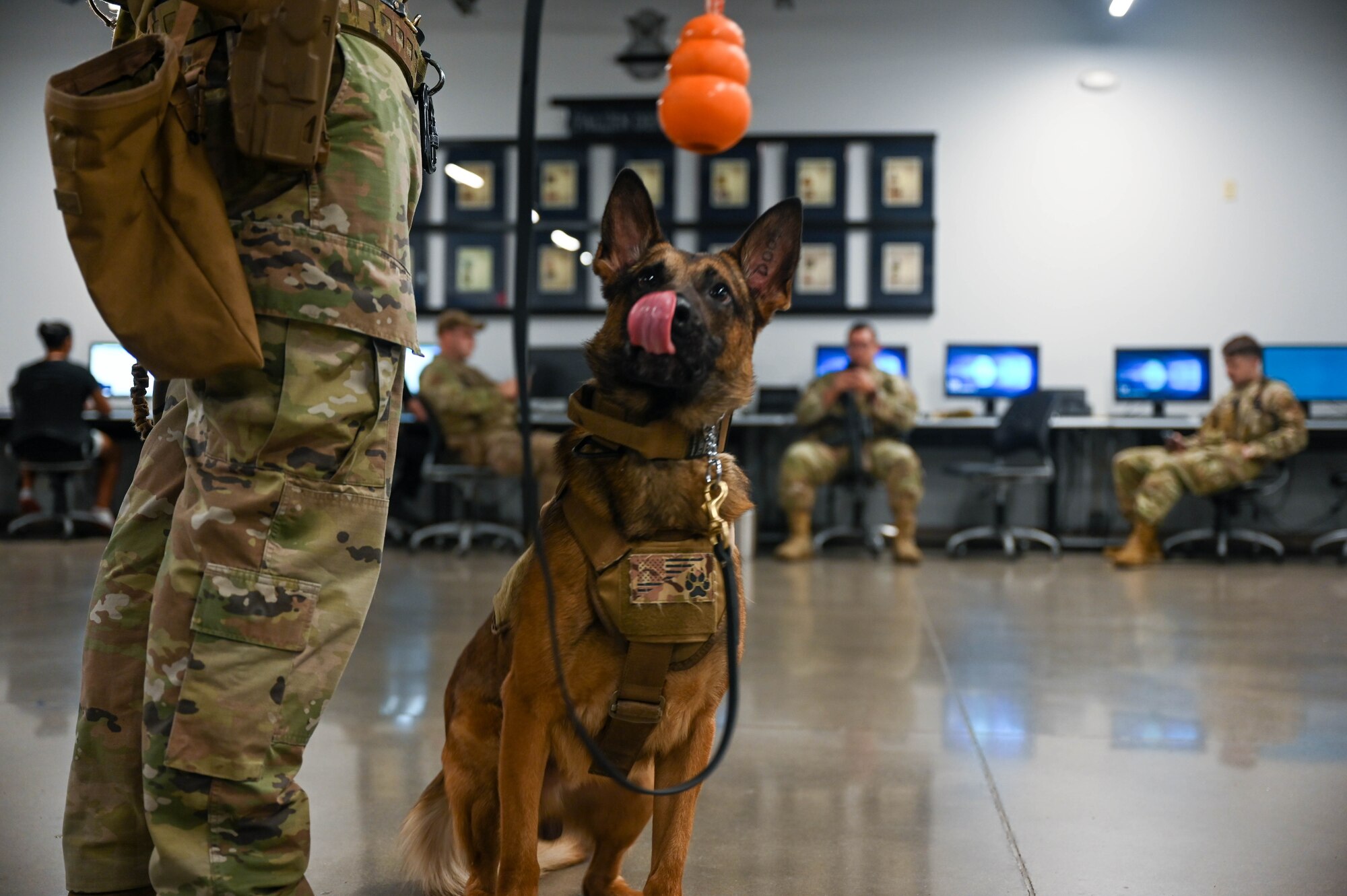 U.S. Air Force Senior Airman Bryan Bolanos, 56th Security Forces Squadron military working dog handler, plays with his MWD, Edo, Sept. 29, 2022, at Luke Air Force Base, Arizona.