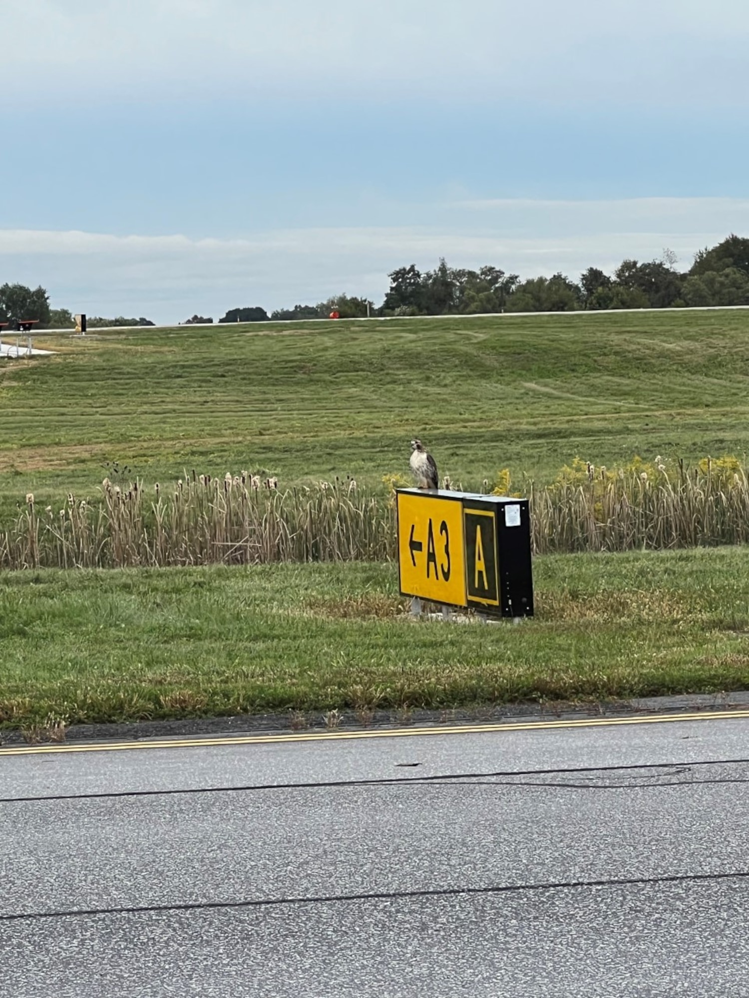 An adult Red-tailed Hawk perches on an airfield sign, near the 167th Airlift Wing, Shepherd Field, Martinsburg, West Virginia, Sept. 30, 2022.