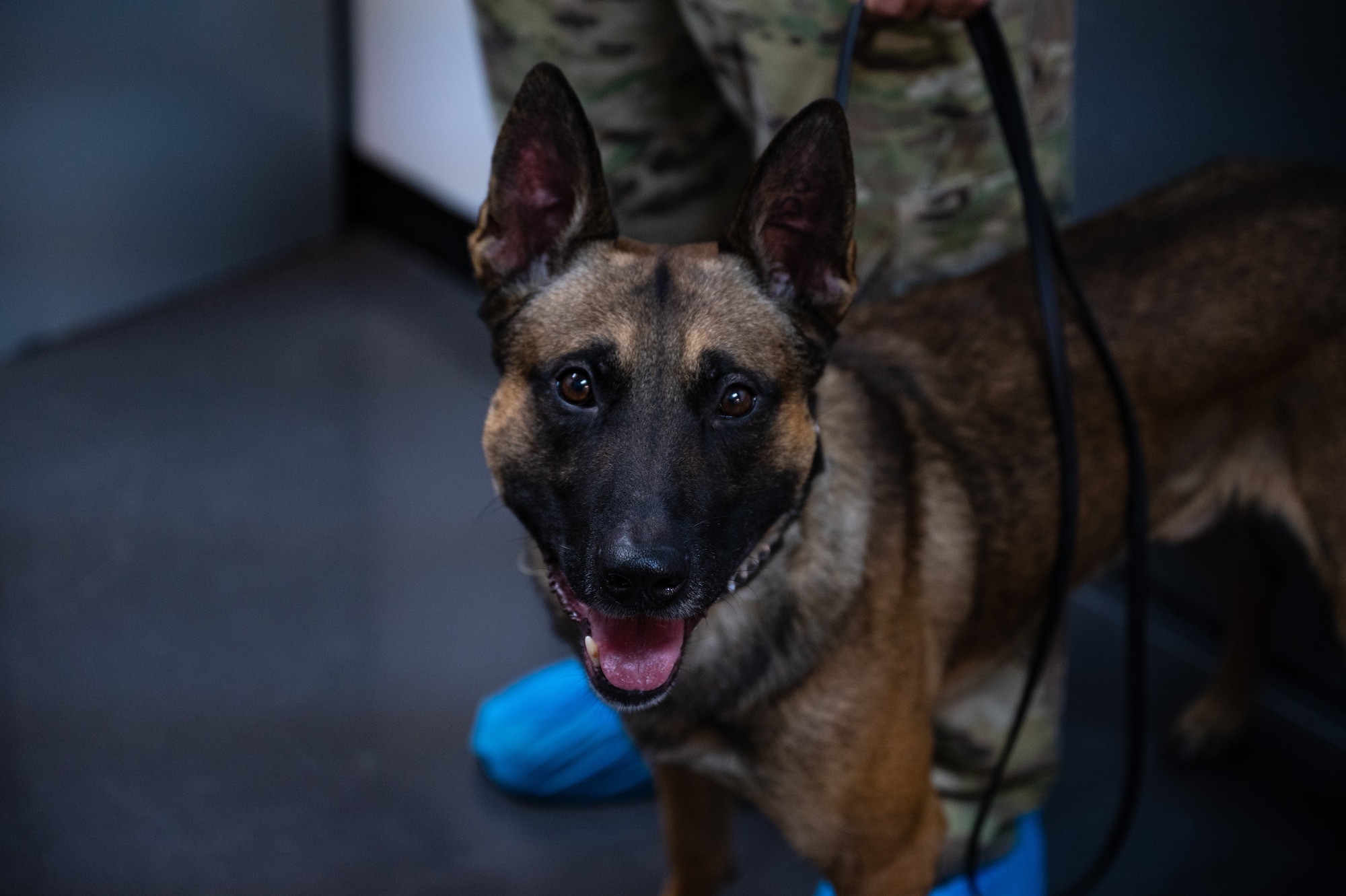 U.S. Air Force Military Working Dog, Bolt, waits with his handler to begin preparation for his Root canal surgery, Sept 20, 2022, at the 379th Expeditionary Medical Group clinic on Al Udeid Air Base, Qatar.  As Bolt is trained for bite work, keeping his teeth in tip top shape is of paramount importance. (U.S. Air Force photo by Staff Sgt. Dana Tourtellotte)