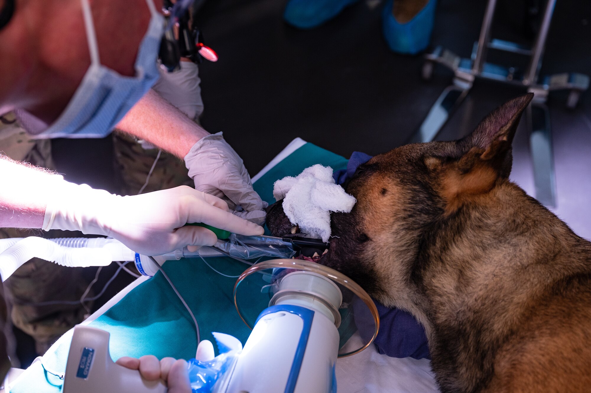 U.S. Air Force Military Working Dog, Bolt, has an x-ray taken during his Root canal surgery, Sept 20, 2022, at the 379th Expeditionary Medical Group clinic on Al Udeid Air Base, Qatar.  The X-Ray helped showed the operating team the exact placement of the plug used to fill Bolt’s tooth. (U.S. Air Force photo by Staff Sgt. Dana Tourtellotte)