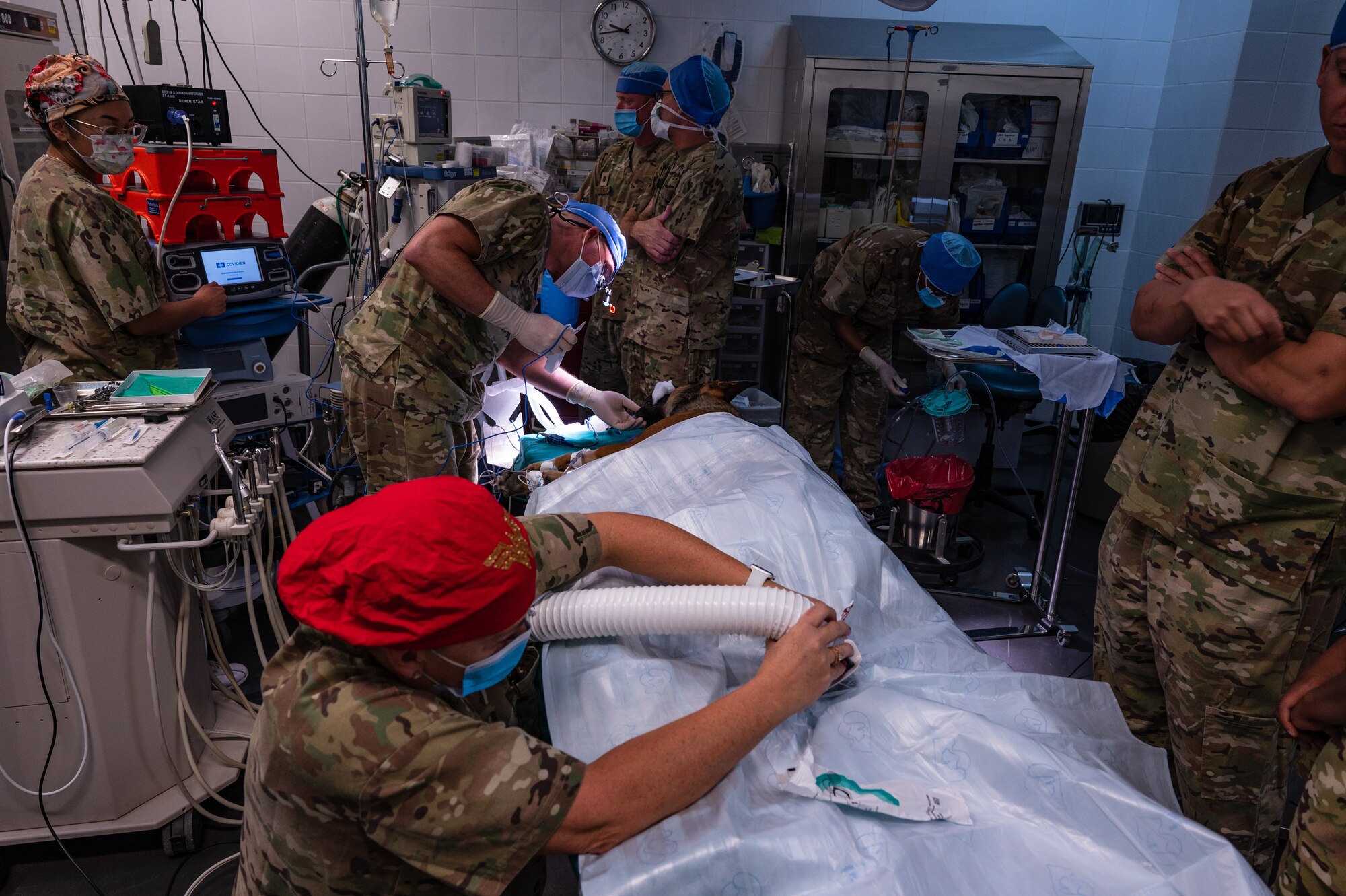 U.S. Air Force Military Working Dog, Bolt, has a temperature-controlled air blanket placed on him and connected by an operating room nurse during his root canal surgery, Sept 20, 2022, at the 379th Expeditionary Medical Group clinic on Al Udeid Air Base, Qatar.  This blanket helped keep Bolt’s body temperature stable while he was under anesthesia. (U.S. Air Force photo by Staff Sgt. Dana Tourtellotte)