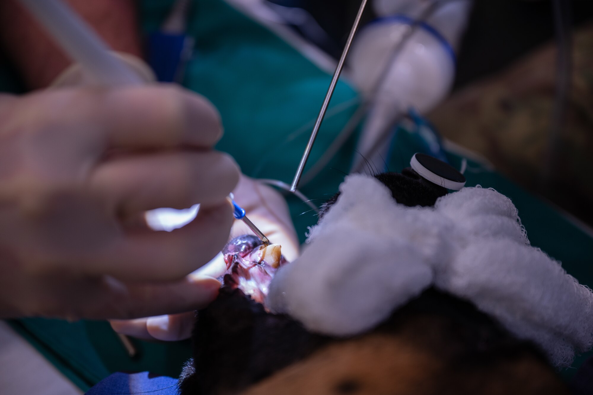 U.S. Air Force Military Working Dog, Bolt, has some tissue cauterized during his root canal surgery, Sept 20, 2022, at the 379th Expeditionary Medical Group clinic building on Al Udeid Air Base, Qatar.  The cauterization helped control bleeding and ensured a better healing process during Bolt’s recovery. (U.S. Air Force photo by Staff Sgt. Dana Tourtellotte)