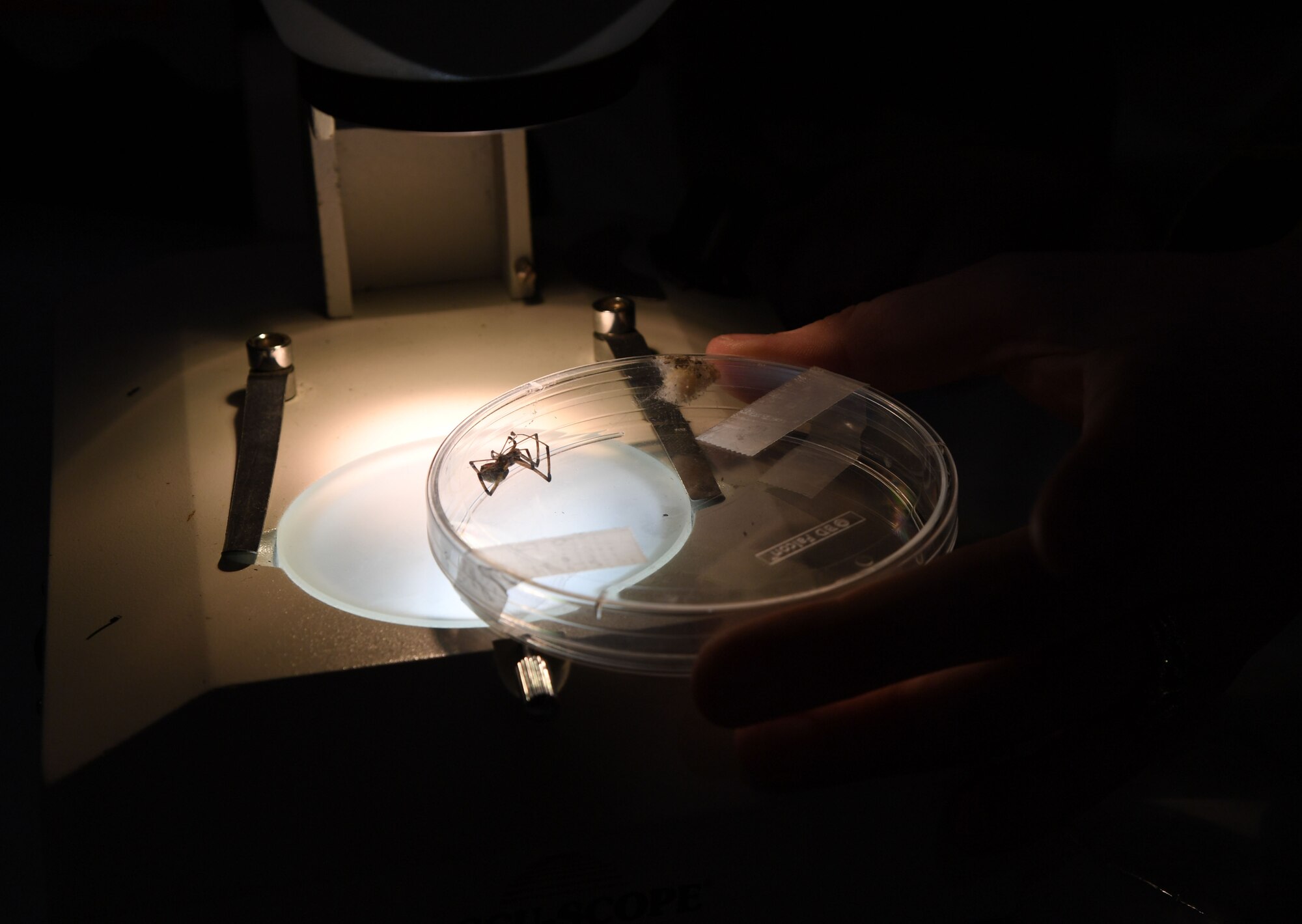 U.S. Air Force Senior Airman Jennifer McGinnis, 81st Operational Medical Readiness Squadron public health technician, places a brown widow under a microscope lens during the 11th Annual 81st Medical Group Health Expo inside the Keesler Medical Center auditorium at Keesler Air Force Base, Mississippi, October 7, 2022. The 81st MDG hosted the walk-in event, which included information booths and scheduling appointments for multiple types of cancer and chronic diseases in honor of Breast Cancer Awareness Month. (U.S. Air Force photo by Kemberly Groue)