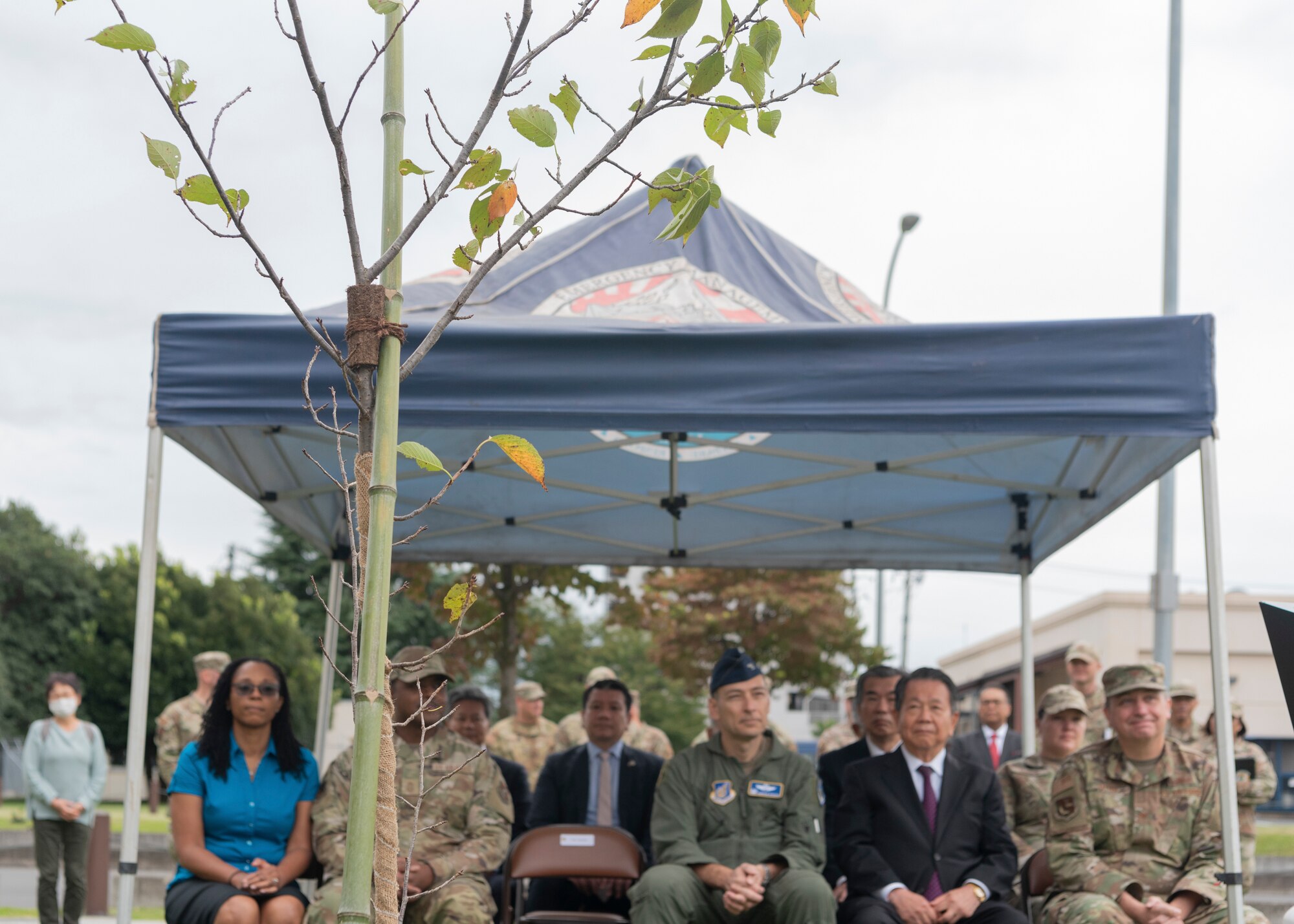A cherry sapling is propped against a pole during a tree planting ceremony at Yokota Air Base, Japan, Oct. 5, 2022