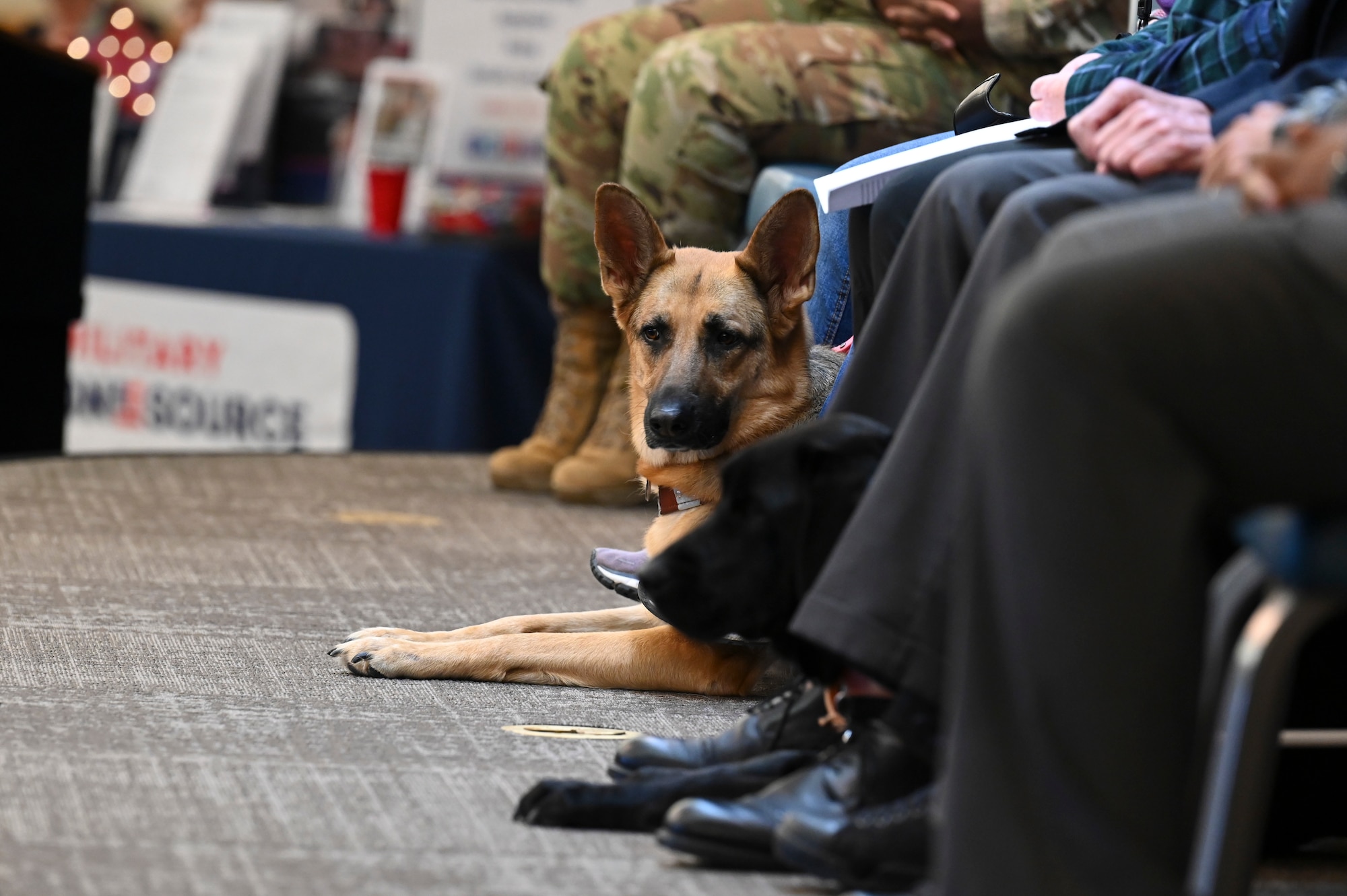 A service dog rests at its owner's feet.