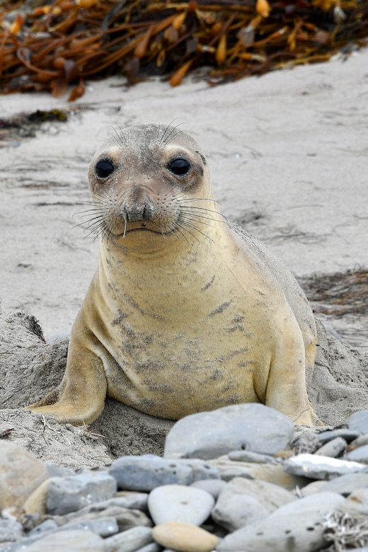 A sea lion poses for a photo.