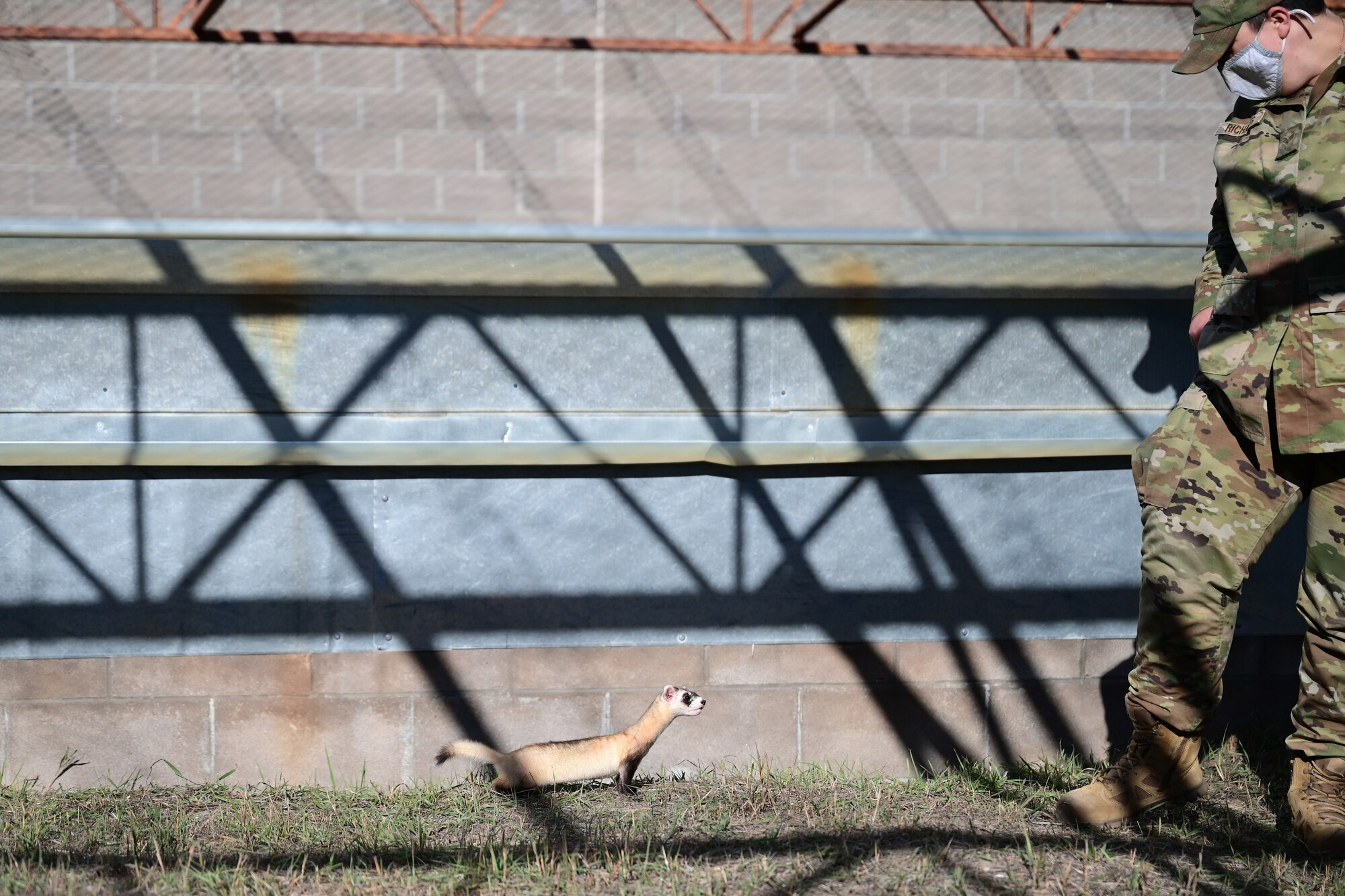 angry ferret barking at airman