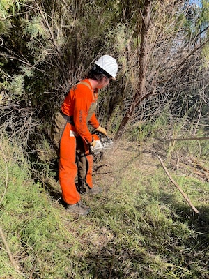 A sawyer from Volunteers for Outdoor Colorado cuts a tamarisk tree during the National Public Lands Day event at John Martin Reservoir, Sept. 24, 2022.