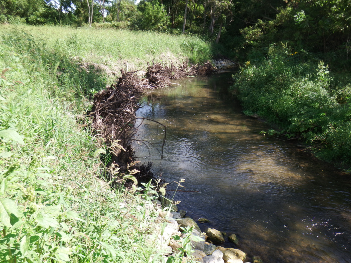 Figure 8.  Rootwad, Floodplain Plantings, and LPSTP Project Black Walnut Creek, near Byron, IL