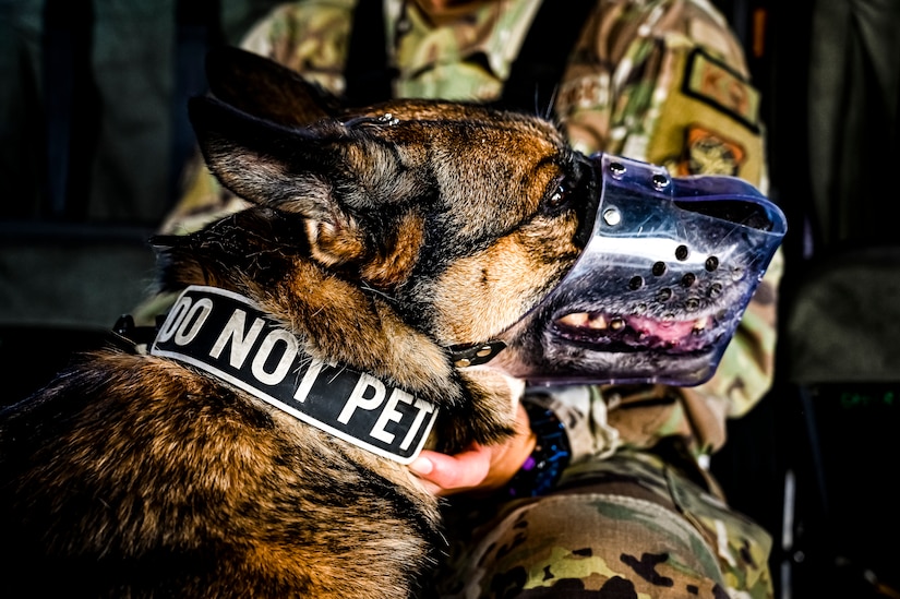 A Military Working Dog assigned to the 87th Security Forces Squadron prepares to fly on a CH-53E assigned to Marine Aircraft Group 49 at Joint Base McGuire-Dix-Lakehurst, N.J. on Oct. 16, 2022. Defenders with 87th SFS K-9 section took part in a joint training with Marines to familiarize the Military Working Dogs with the transportation by helicopter. This skillset was developed for the qualification purposes of bomb detection in deployed environments, where certain terrain may only be accessible by air transportation.