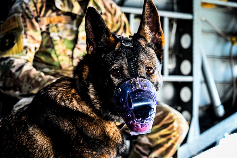 A Military Working Dog assigned to the 87th Security Forces Squadron prepares to fly on a CH-53E assigned to Marine Aircraft Group 49 at Joint Base McGuire-Dix-Lakehurst, N.J. on Oct. 16, 2022. Defenders with 87th SFS K-9 section took part in a joint training with Marines to familiarize the Military Working Dogs with the transportation by helicopter. This skillset was developed for the qualification purposes of bomb detection in deployed environments, where certain terrain may only be accessible by air transportation.