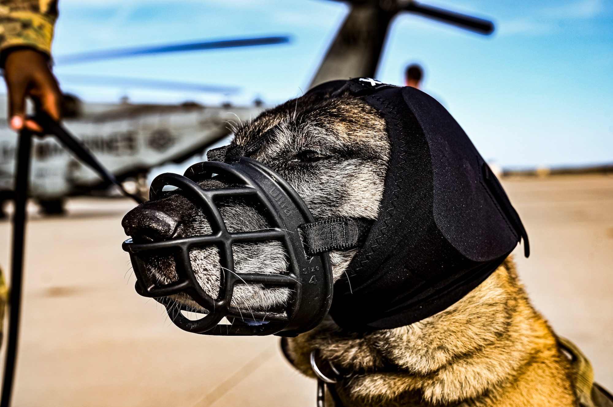 A Military Working Dog assigned to the 87th Security Forces Squadron prepares to fly on a CH-53E assigned to Marine Aircraft Group 49 at Joint Base McGuire-Dix-Lakehurst, N.J. on Oct. 16, 2022. Defenders with 87th SFS K-9 section took part in a joint training with Marines to familiarize the Military Working Dogs with the transportation by helicopter. This skillset was developed for the qualification purposes of bomb detection in deployed environments, where certain terrain may only be accessible by air transportation.