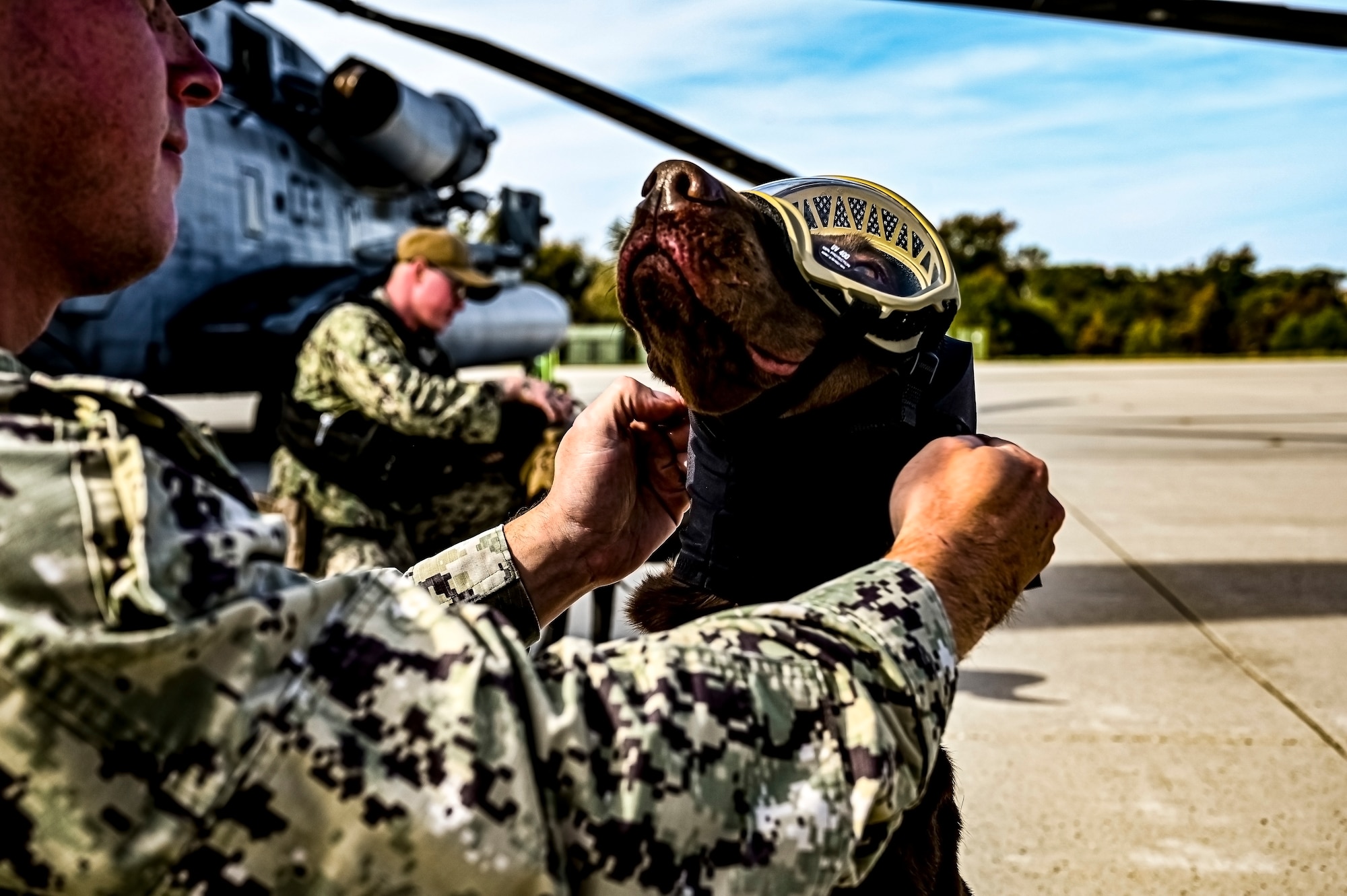 A Military Working Dog assigned to the 87th Security Forces Squadron prepares to fly on a CH-53E assigned to Marine Aircraft Group 49 at Joint Base McGuire-Dix-Lakehurst, N.J. on Oct. 16, 2022. Defenders with 87th SFS K-9 section took part in a joint training with Marines to familiarize the Military Working Dogs with the transportation by helicopter. This skillset was developed for the qualification purposes of bomb detection in deployed environments, where certain terrain may only be accessible by air transportation.
