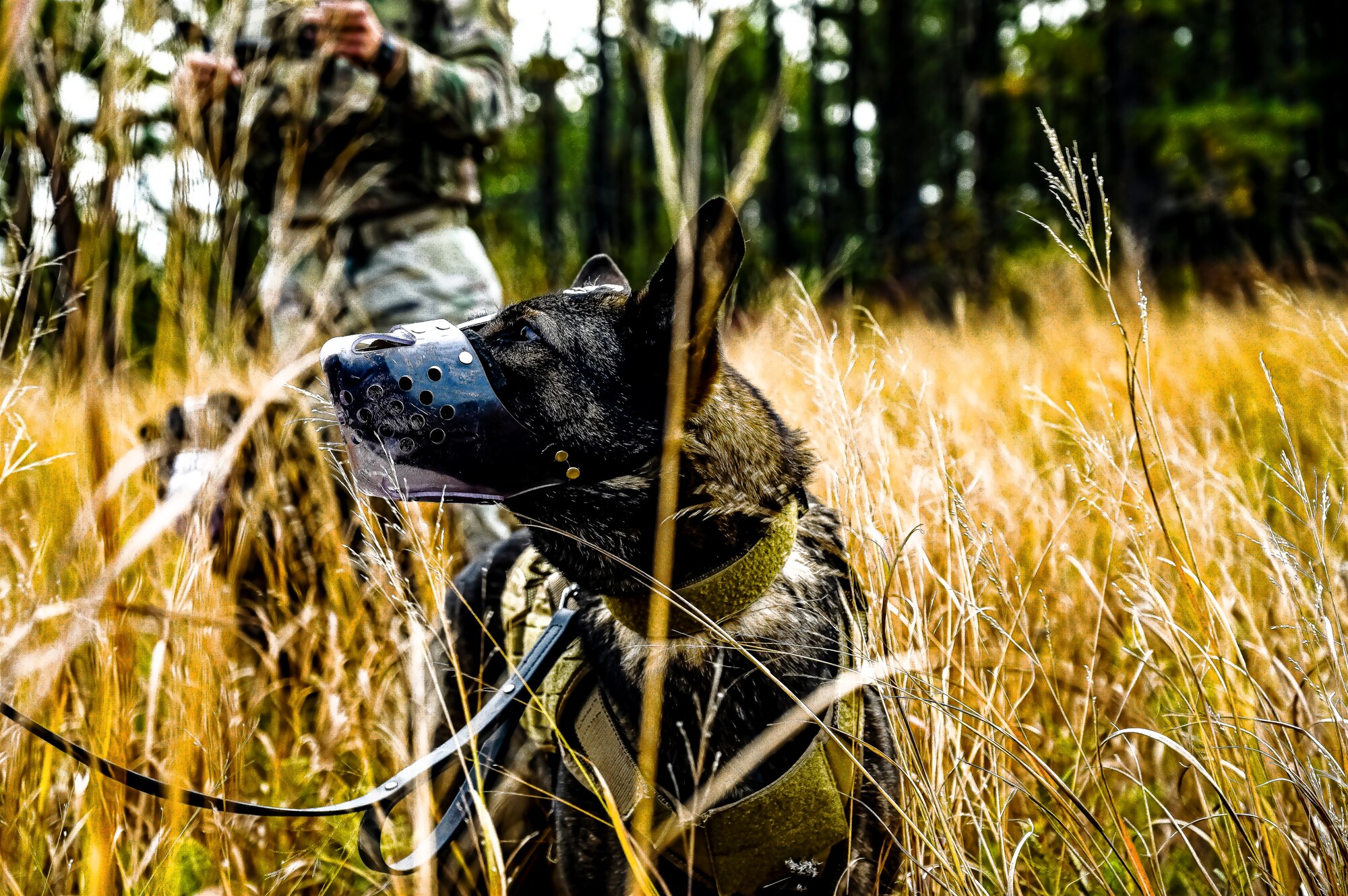 A Military Working Dog assigned to the 87th Security Forces Squadron conducts a bomb detection training at Joint Base McGuire-Dix-Lakehurst, N.J. on Oct. 16, 2022. Defenders with 87th SFS K-9 section took part in a joint training with Marines to familiarize the Military Working Dogs with the transportation by helicopter. This skillset was developed for the qualification purposes of bomb detection in deployed environments, where certain terrain may only be accessible by air transportation.