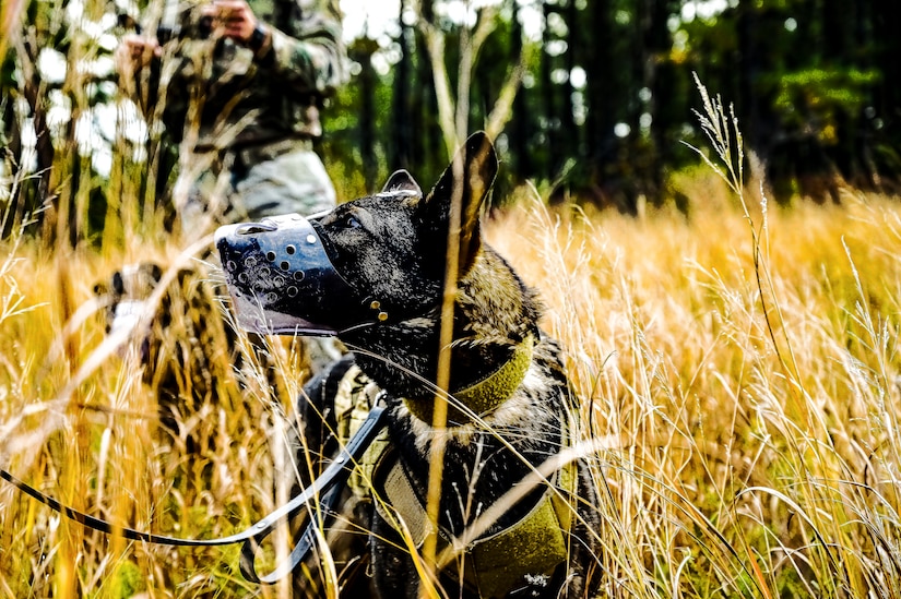 A Military Working Dog assigned to the 87th Security Forces Squadron conducts a bomb detection training at Joint Base McGuire-Dix-Lakehurst, N.J. on Oct. 16, 2022. Defenders with 87th SFS K-9 section took part in a joint training with Marines to familiarize the Military Working Dogs with the transportation by helicopter. This skillset was developed for the qualification purposes of bomb detection in deployed environments, where certain terrain may only be accessible by air transportation.