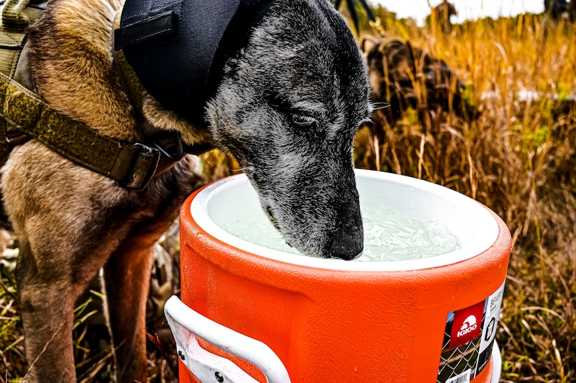 A Military Working Dog assigned to the 87th Security Forces Squadron drinks from a watercooler at Joint Base McGuire-Dix-Lakehurst, N.J. on Oct. 16, 2022. Defenders with 87th SFS K-9 section took part in a joint training with Marines to familiarize the Military Working Dogs with the transportation by helicopter. This skillset was developed for the qualification purposes of bomb detection in deployed environments, where certain terrain may only be accessible by air transportation.
