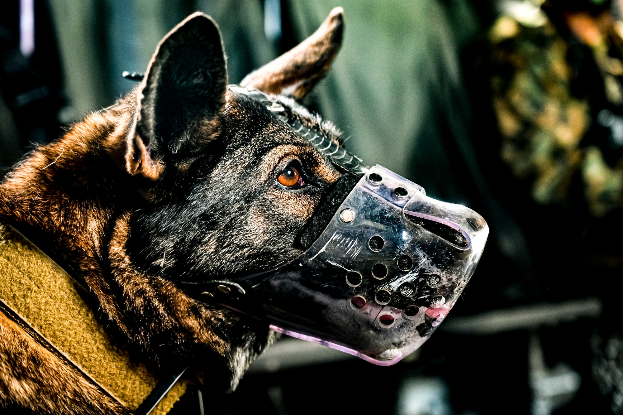 A Military Working Dog assigned to the 87th Security Forces Squadron prepares to fly on a CH-53E assigned to Marine Aircraft Group 49 at Joint Base McGuire-Dix-Lakehurst, N.J. on Oct. 16, 2022. Defenders with 87th SFS K-9 section took part in a joint training with Marines to familiarize the Military Working Dogs with the transportation by helicopter. This skillset was developed for the qualification purposes of bomb detection in deployed environments, where certain terrain may only be accessible by air transportation.