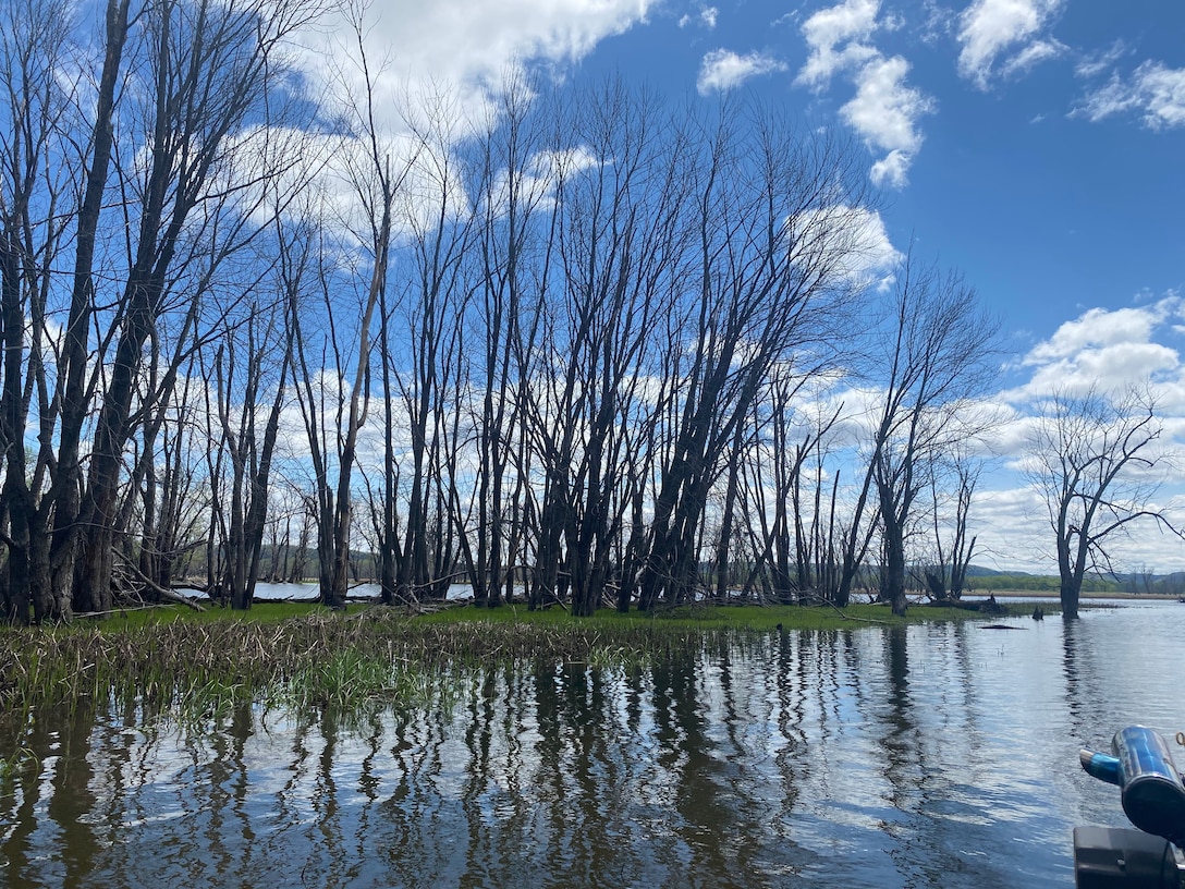 Dead trees surrounded by water