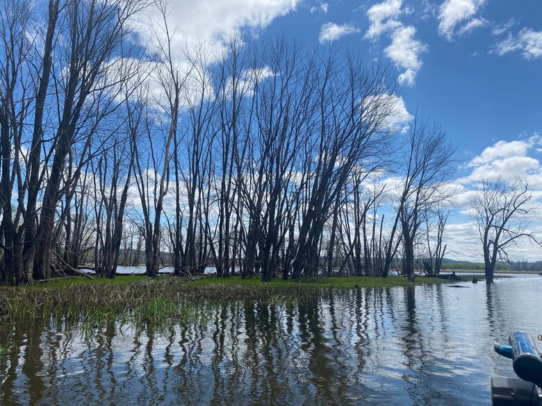 Dead trees surrounded by water