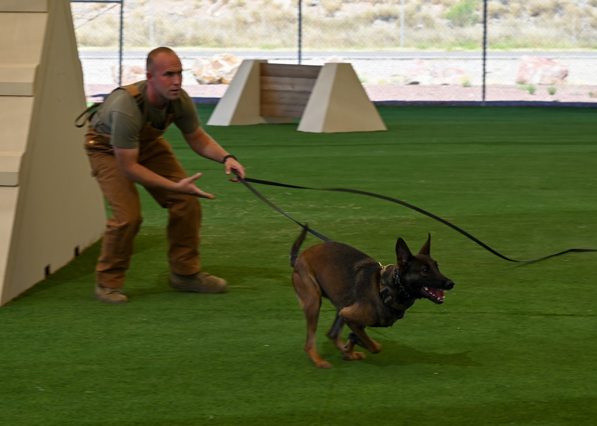 A photo of a dog handler releasing a military working dog during a demonstration.