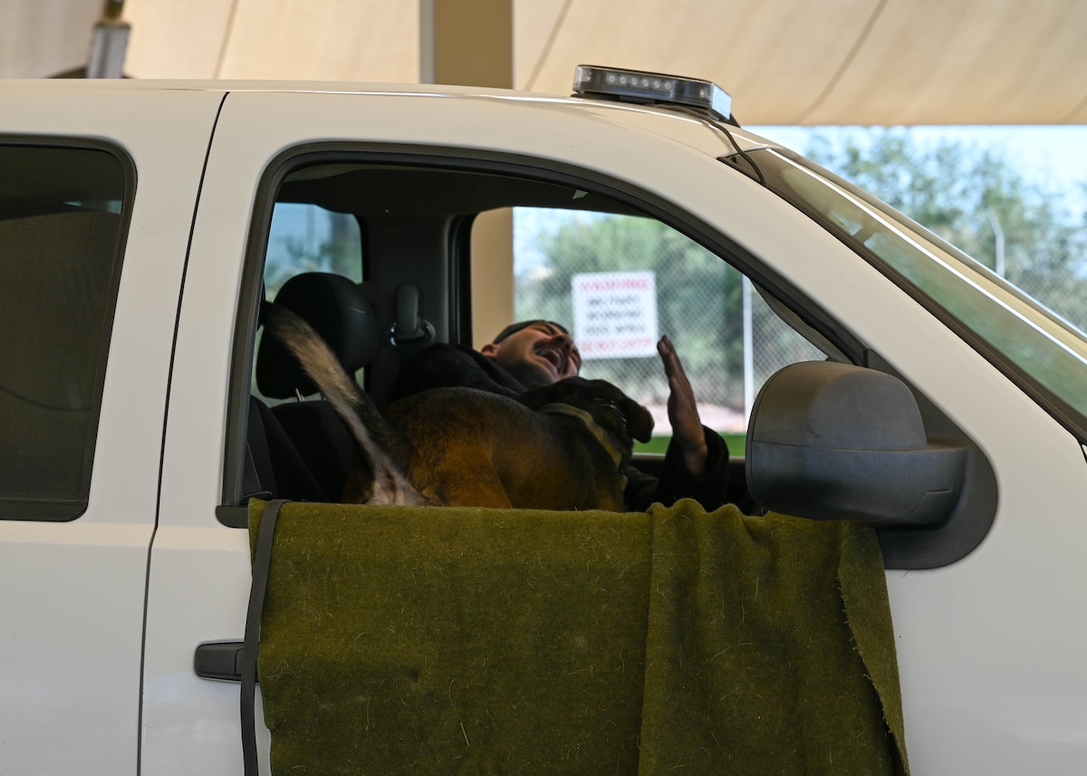A photo of a military working dog biting a dog hander during a demonstration.
