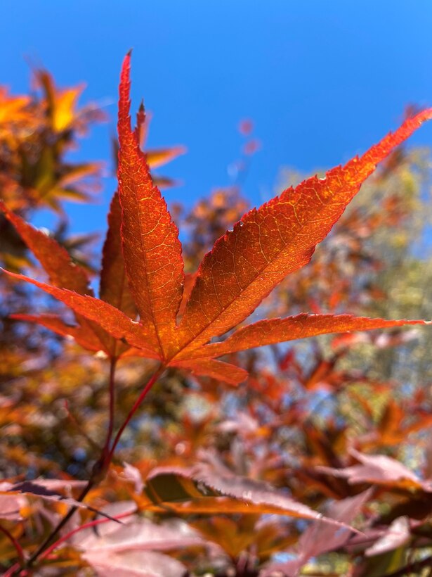 Fall is showing up at #CarrCreekLake in Sassafras, Kentucky. Beautiful #PhotooftheWeek by Donna Bowling!