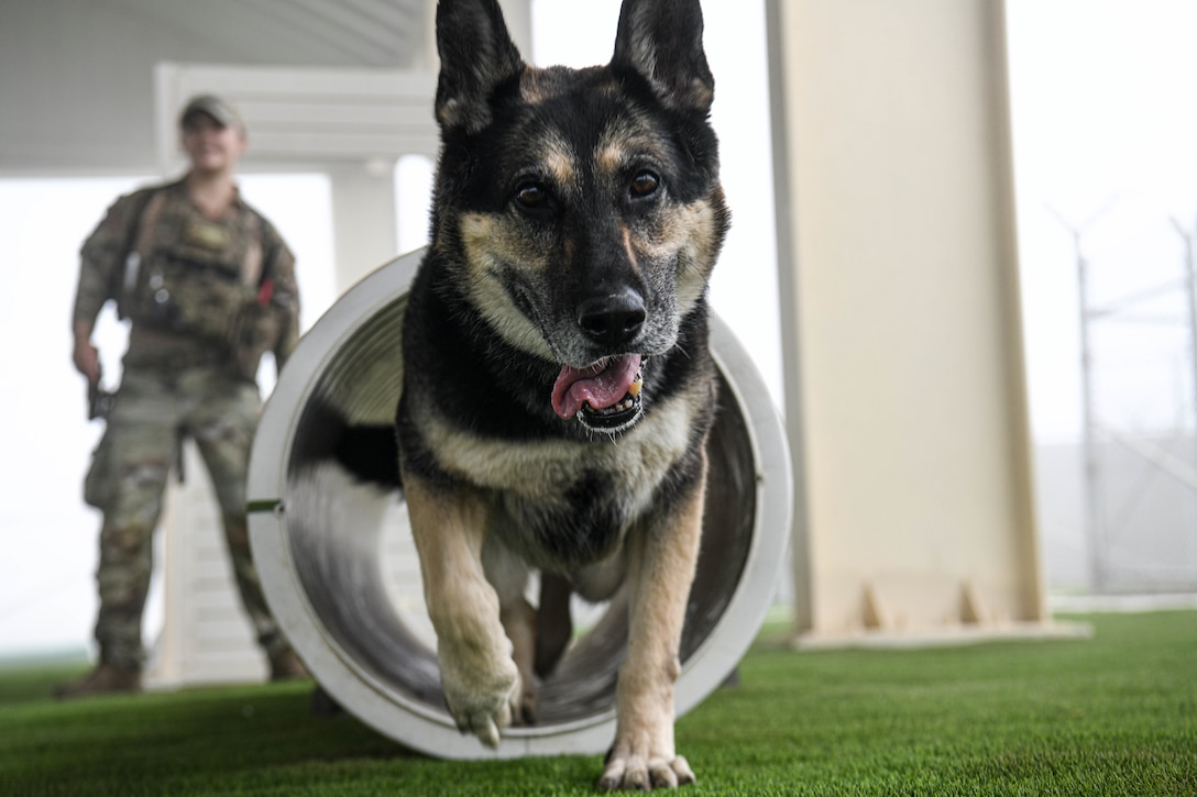 Adja, a German Shepard military working dog assigned to the 380th Expeditionary Security Forces Squadron, passes through a training tube in the 380th ESFS obedience yard, October 20, 2022 at Al Dhafra Air Base, United Arab Emirates. By practicing in the obedience yard, handlers can ensure their MWD is familiar with different obstacles so they are not impeded by new terrain on the job. (U.S. Air Force photo by Tech. Sgt. Jeffrey Grossi)