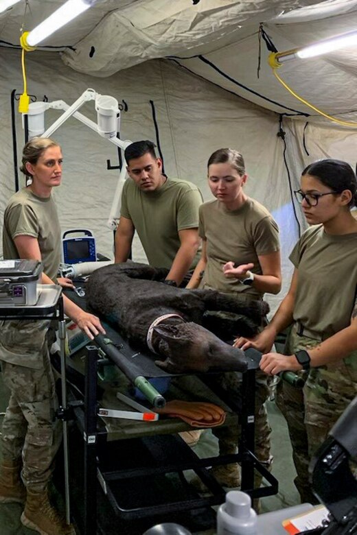 Soldiers and civilians assigned to the U.S. Army Medical Materiel Development Activity (USAMMDA), U.S. Army Medical Test and Evaluation Activity, U.S. Army Medical Logistics Command and 72nd Medical Veterinary Service Support Detachment collaborated to test the Vet X-ray Apparatus-Small at Fort Campbell, Ky., Sept. 29, 2022. The collaboration tested the feasibility of expeditionary lab equipment to fill a critical gap in U.S. military veterinary medicine in austere environments. USAMMDA, is the U.S. Army’s premier developer of new drugs, vaccines, devices and medical support equipment, routinely partners with both U.S. Department of Defense units and non-DOD organizations to provide Warfighters high-quality medical capabilities. (Courtesy Photo by Austin Langdon/Released)