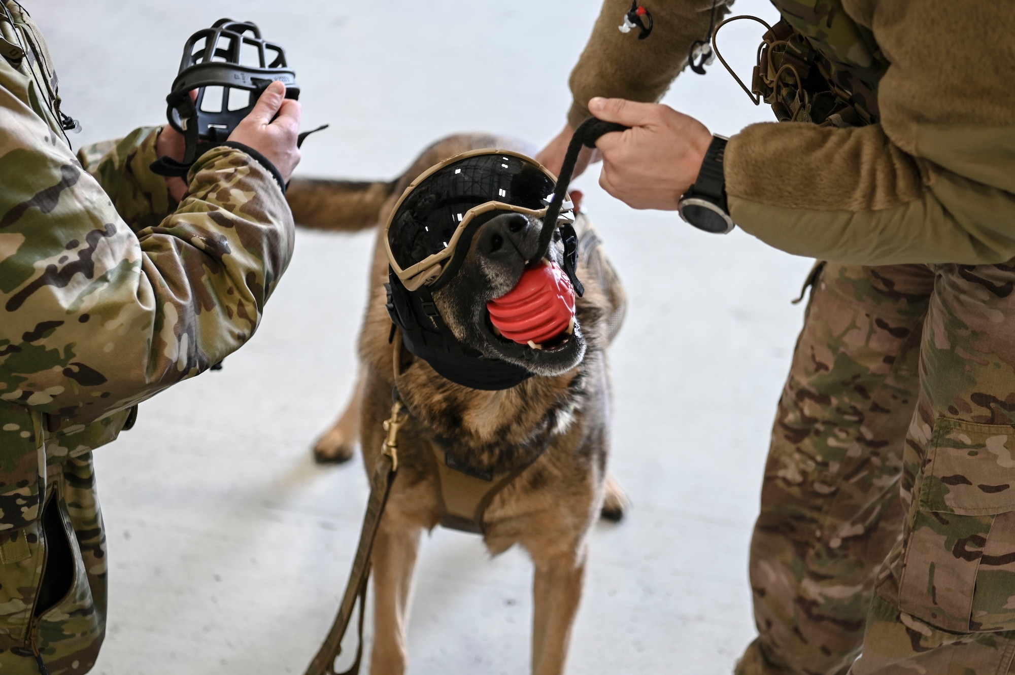 U.S. Air Force 92nd Security Forces Squadron Military Working Dog Ricsi receives safety goggles and a muzzle in preparation for UH-1N Huey training at Fairchild Air Force Base, Oct. 25, 2022. MWD's complete this training to ensure they have experience in a helicopter for overseas exercises. (U.S. Air Force photo by Airman 1st Class Stassney Davis)