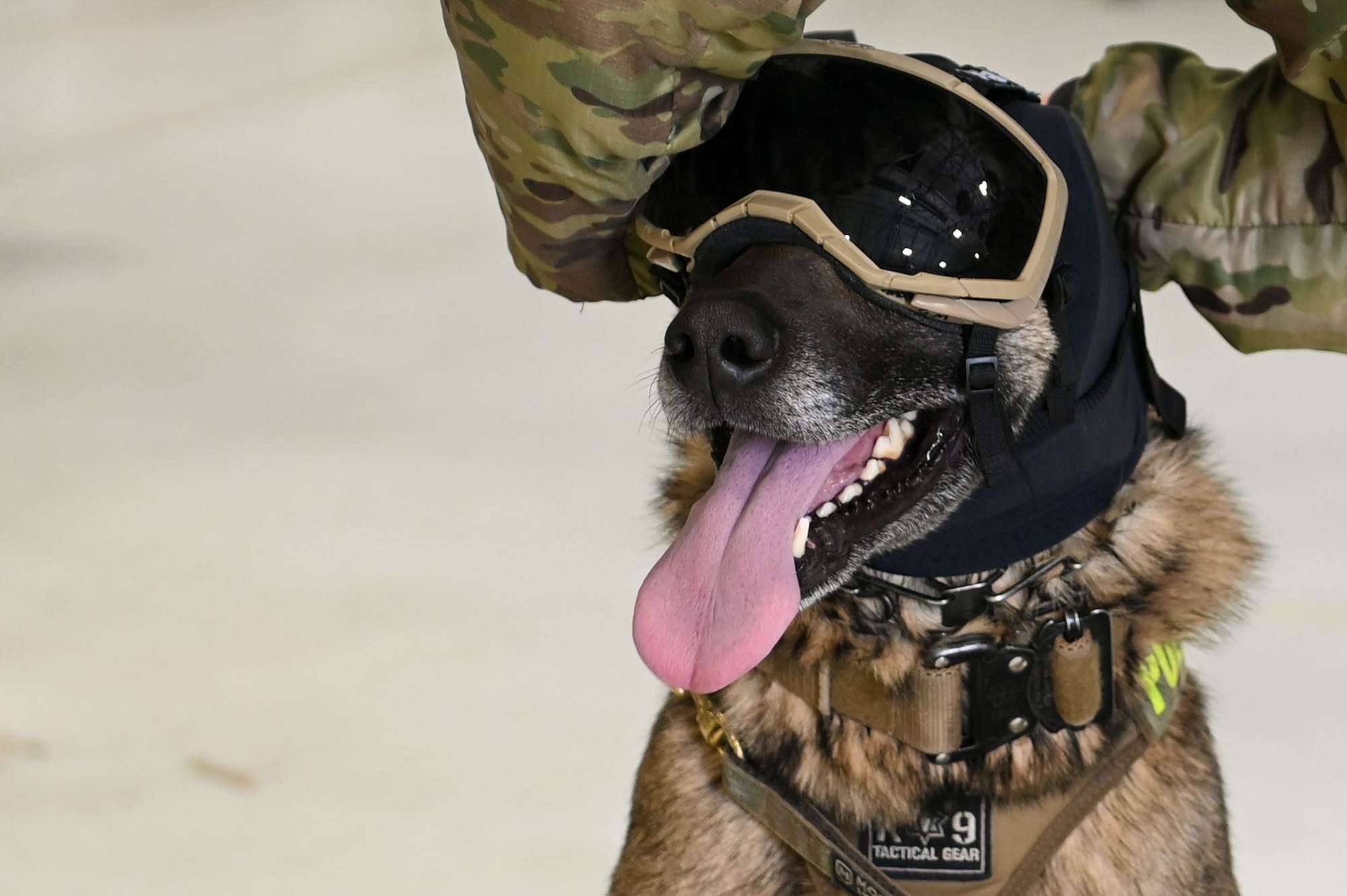 U.S. Air Force 92nd Security Forces Squadron Military Working Dog Ricsi receives safety goggles in preparation for UH-1N Huey training at Fairchild Air Force Base, Oct. 23, 2022. . MWD's complete this training to ensure they have experience in a helicopter for overseas exercises. (U.S. Air Force photo by Airman 1st Class Morgan Dailey)