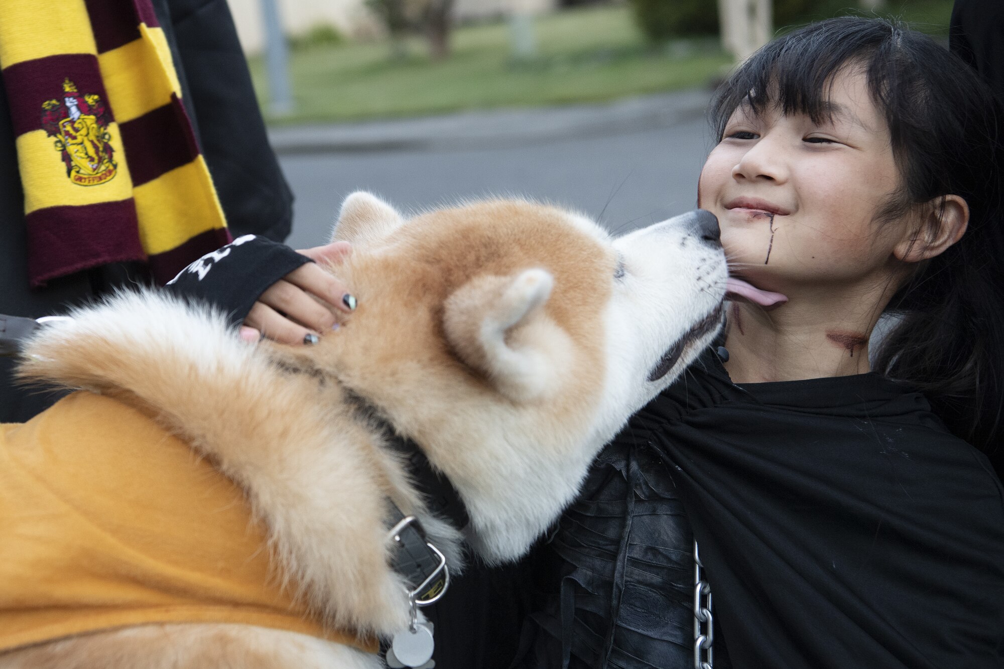 Saaya Kobayashi, trick-or-treater, plays with a dog during trick-or-treating at Yokota Air Base, Japan, Oct. 29, 2022. This year, members of the base were able to sponsor up to ten visitors onto base for trick-or-treating. Celebrating holidays like Halloween is an opportunity for members of Yokota Air Base to enjoy some time with family and friends from the base and Japanese local community. (U.S. Air Force photo by Tech. Sgt. Christopher Hubenthal)