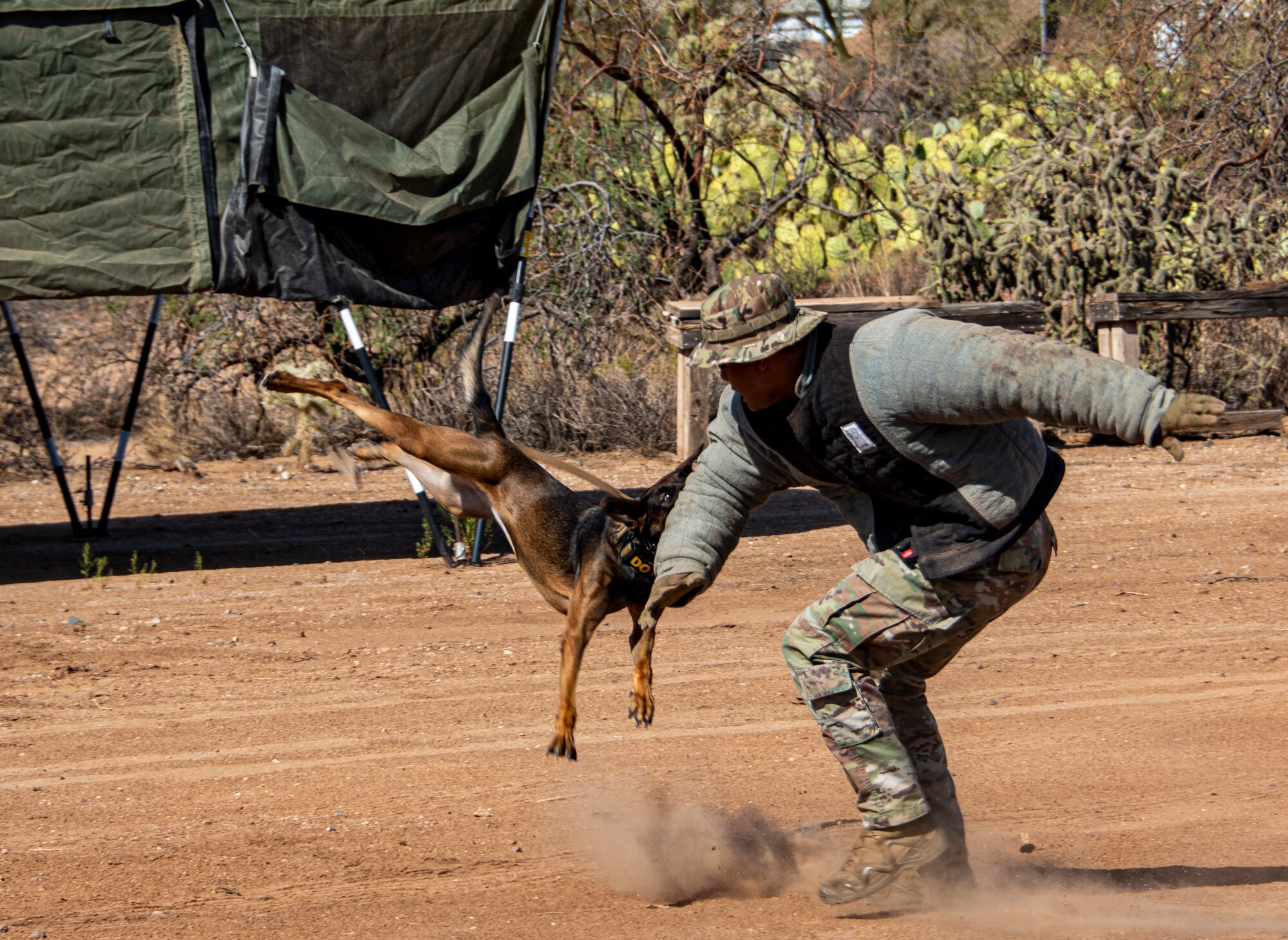 Military Working Dog completes training