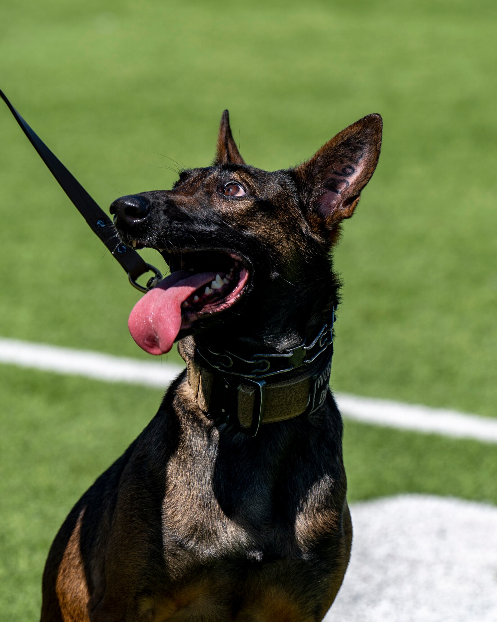 Military Working Dog rests after training