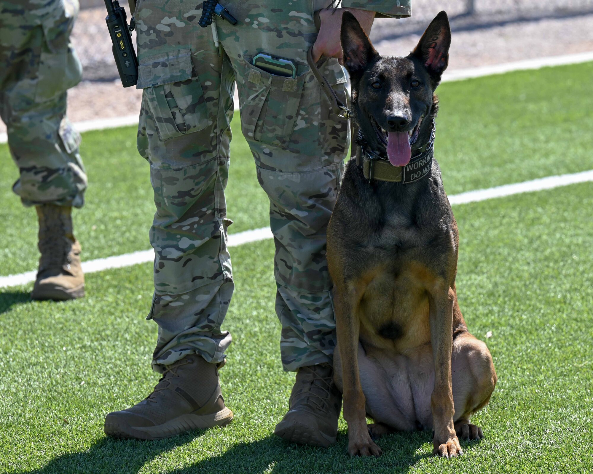 A photo of a military working dog sitting.