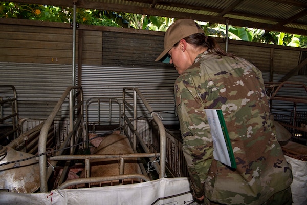 Pacific Partnership 2022 (PP22) veterinarian Capt. Kathleen Stewart, from Colorado Springs, CO, examines pigs at a local farm in Honiara during PP22.