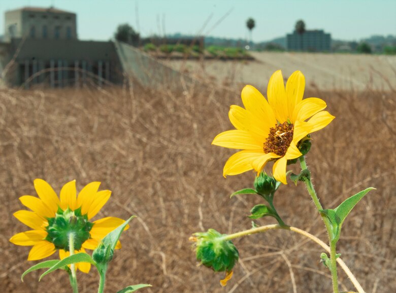 A common sunflower grows along a walking path at the Sepulveda Dam Recreational Area Aug. 19 in Encino, California.