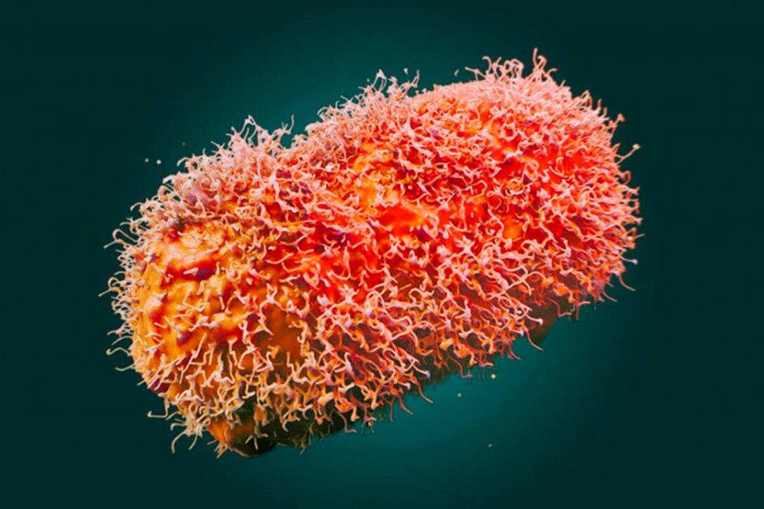 Image of an oval-shaped, coral-colored object with a surface that appears shaggy.