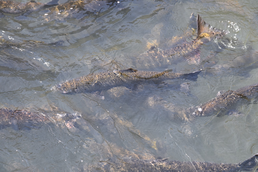 Improvements to Dexter Fish Facility's, fish collection, handling, and transportation areas are for the benefit of salmon, summer steelhead, and trout.