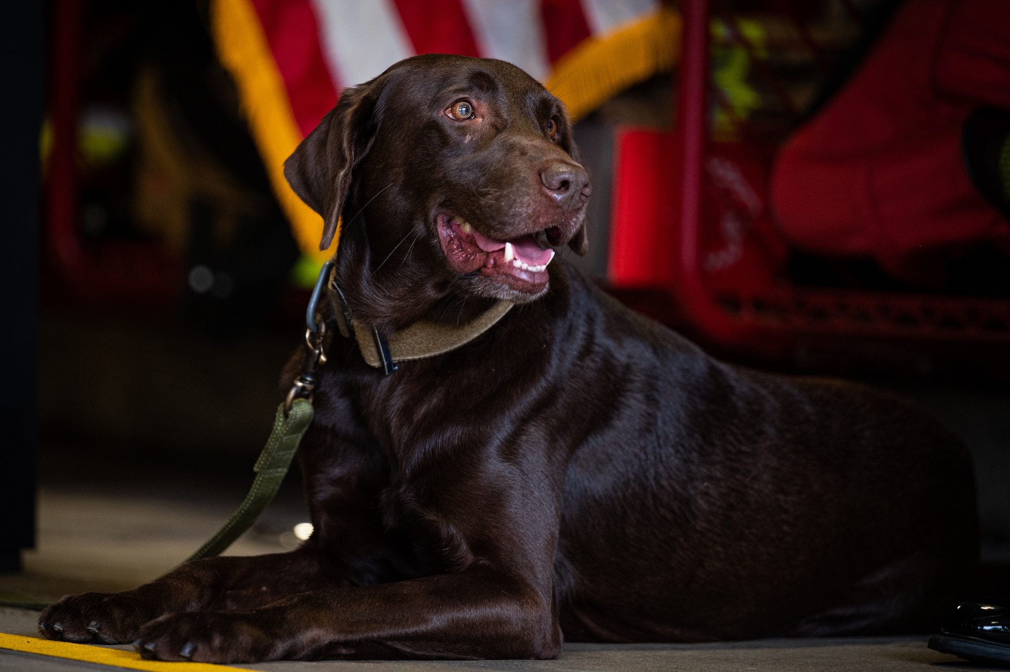 Eagle, an 87th Security Forces Squadron military working dog, poses for a photo at Joint Base McGuire-Dix-Lakehurst, N.J., Sept. 11, 2022.