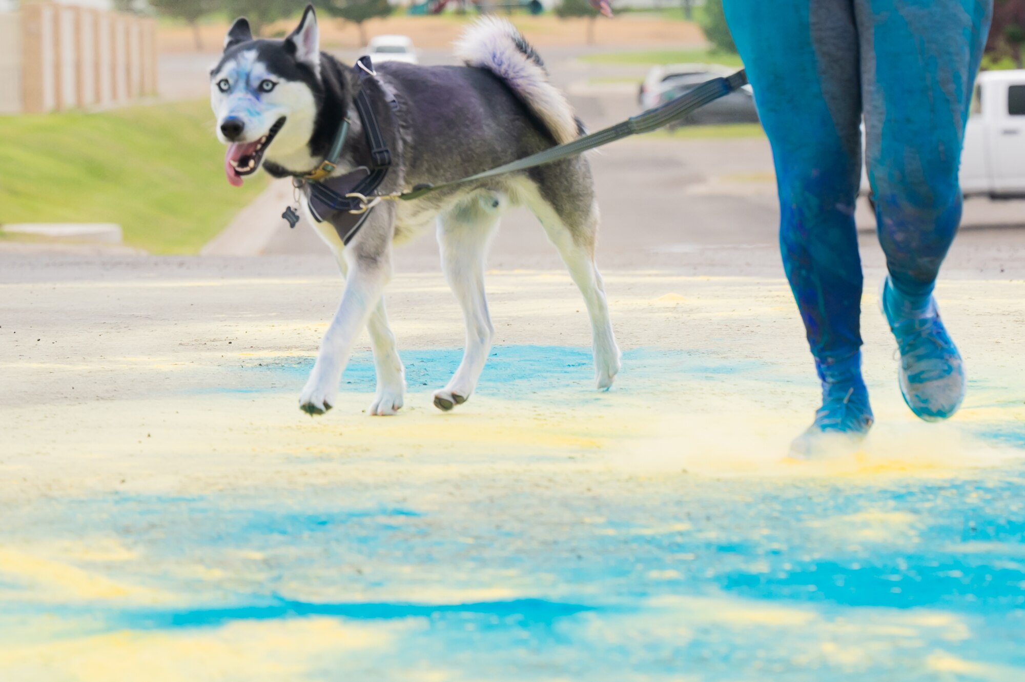 A Siberian Husky and his owner cross the finish line during a Suicide Awareness Color Run Sept. 9, 2022, at Malmstrom Air Force Base, Mont.