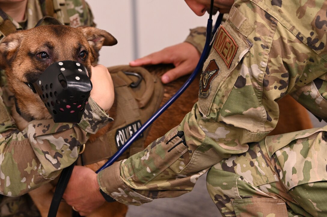 Jber hospital hosts first k 9 combat medical training course