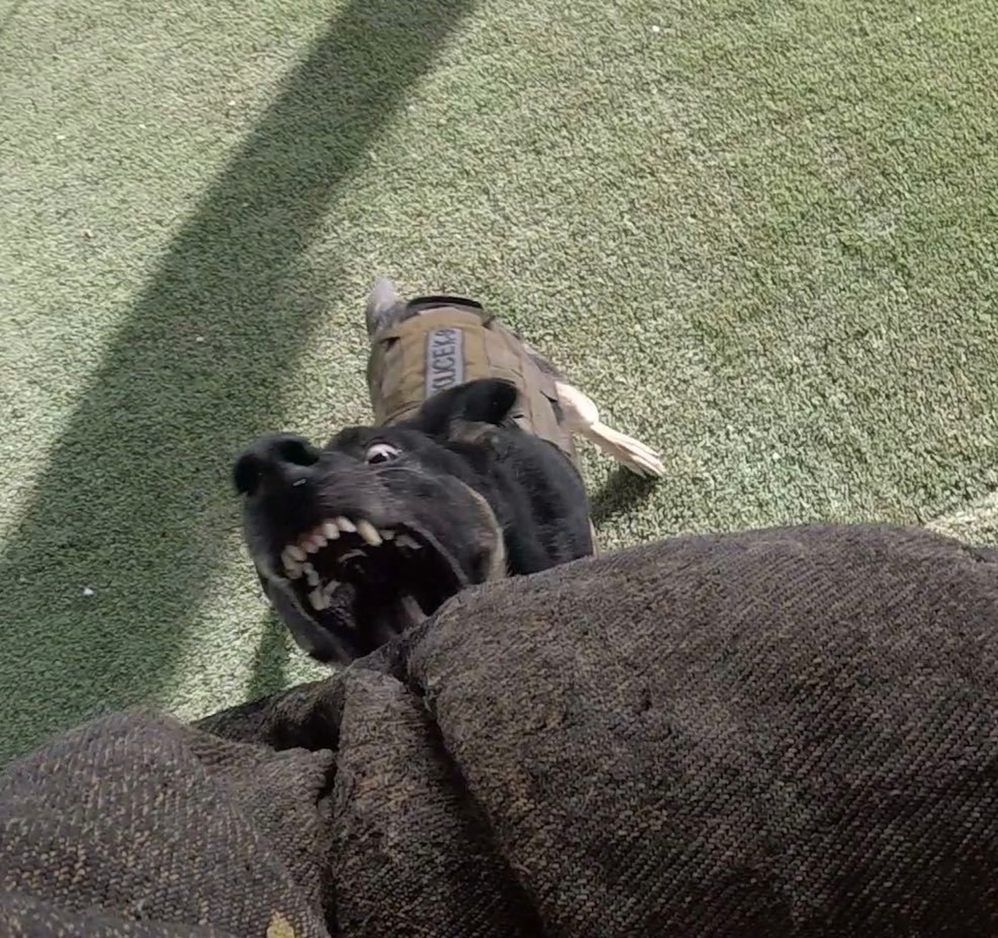 Cora, 97th Security Forces Squadron military working dog (MWD), practices bite training at Al Dhafra Air Base, United Arab Emirates. Cora was proficient at her bites until her teeth were rounded out and caused her pain to bite, at which point MWD handlers stopped using Cora for biting under medical advisement. (Courtesy photo from Tech. Sgt. Andres Posada)