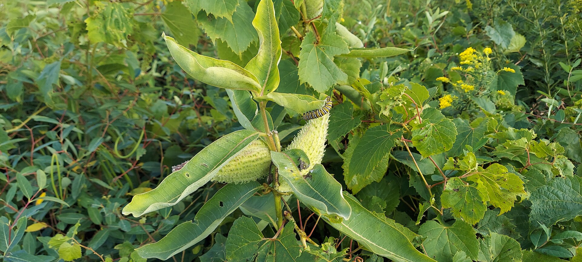 A yellow, white and black caterpillar sits on a plant.