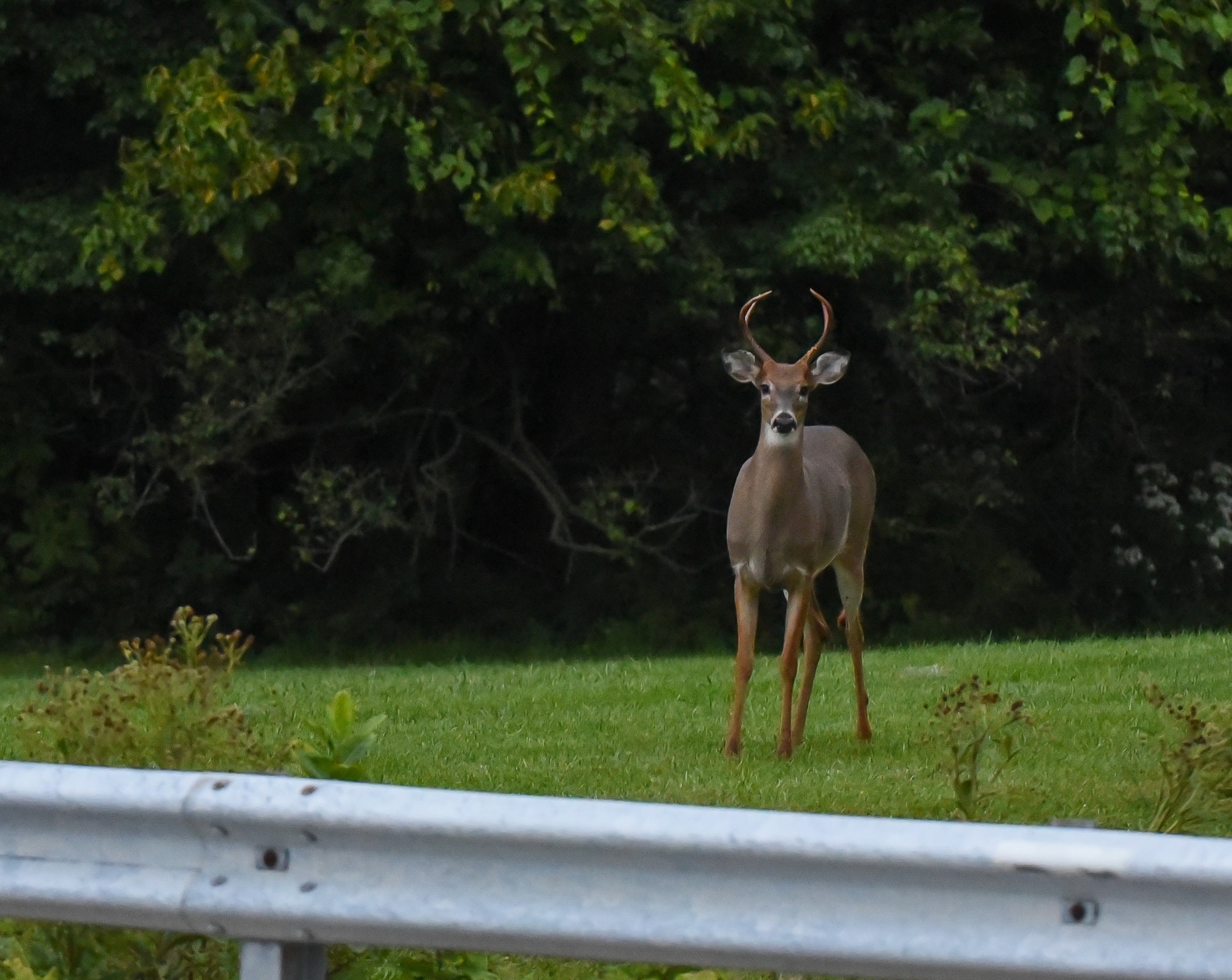 Deer archery season begins Sept. 24 > WrightPatterson AFB > Article