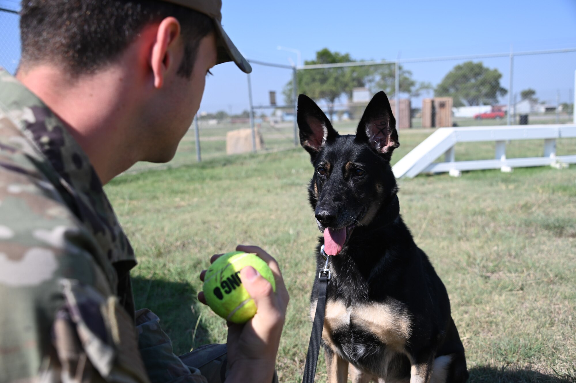 U.S. Air Force Senior Airman Trevor Frank, 97th Security Forces Squadron military working dog (MWD) handler, holds a toy in front of Cora, retired MWD, at Altus Air Force Base, Oklahoma, Sept. 9, 2022. Cora is rewarded for her training with dog toys. (U.S. Air Force photo by Senior Airman Kayla Christenson)