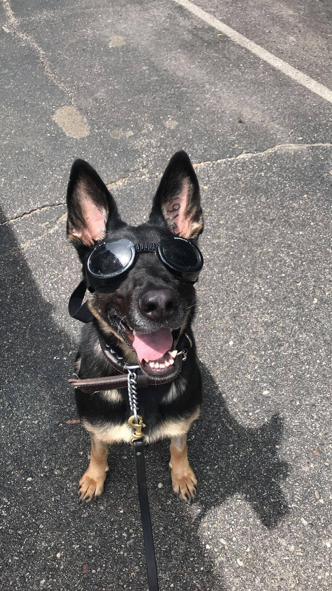 Cora, 97th Security Forces Squadron military working dog (MWD), poses for a photo with her “doggles” during a security detail, May 31, 2016. MWDs wear doggles to protect their eyes during dust storms or helicopter training. (Courtesy photo from Tech. Sgt. Andres Posada)